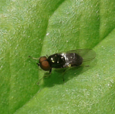 Stratiomyidae : Microchrysa cfr. polita, maschio